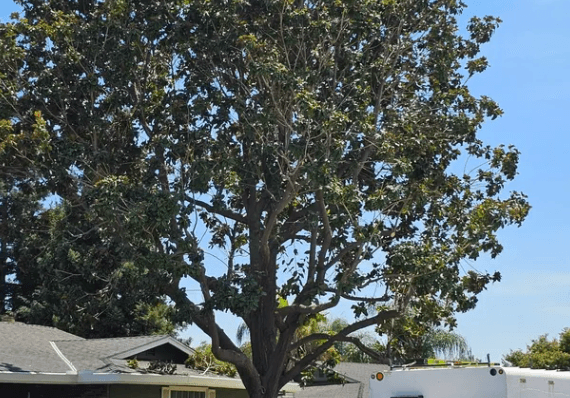 Professional equipment servicing a large mature tree