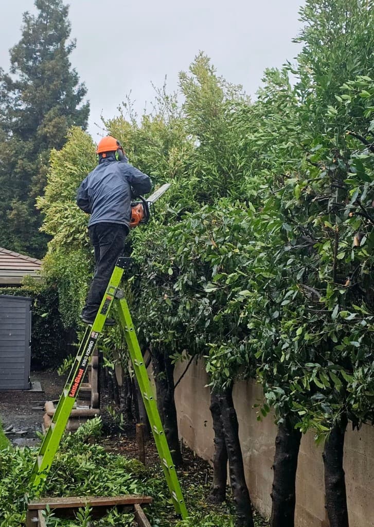 Shrub, Hedge & Bush Trimming - photo 1