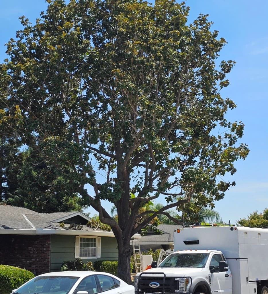 Tree Trimming & Shaping - photo 1