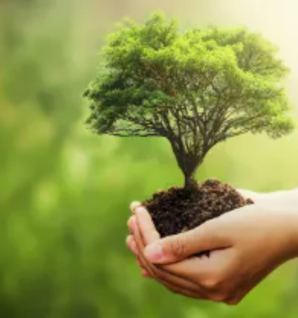 Hands placing a young tree into prepared soil